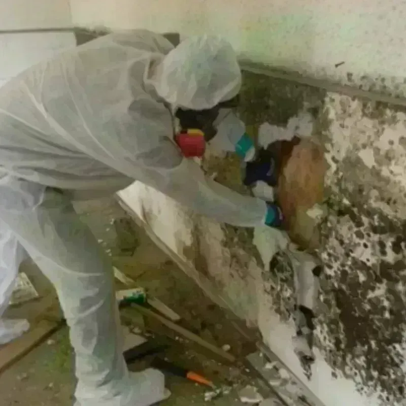 Mold Remediation and Removal in McLeod County, MN